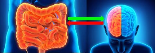 Il cervello (della testa) invia poche informazioni al sistema nervoso intestinale che č in gran parte indipendente. Il 90% delle informazioni va dal basso verso l’alto, dall'addome al cervello.
Nella parete intestinale si nascondono due strati sottilissimi di un sistema nervoso complesso, il secondo per grandezza dopo quello della testa. Questi strati avvolgono il tratto digerente come una calza a rete